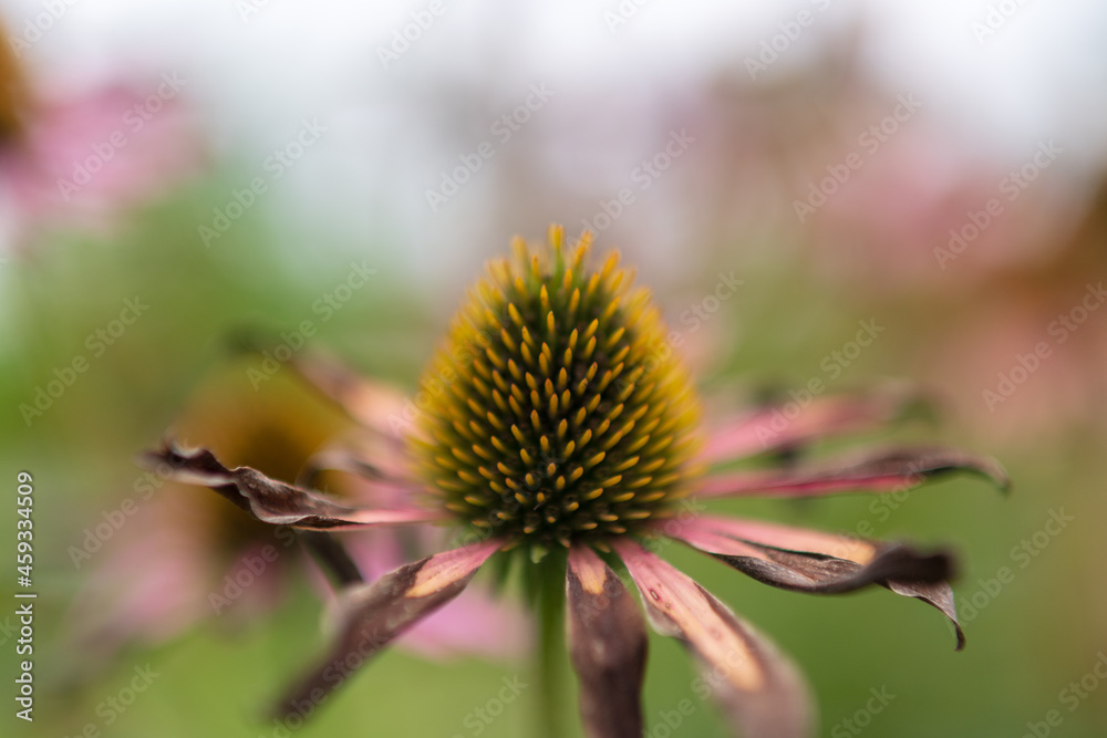 Blooming flower echinacea with leaves Blooming flower echinacea with leaves