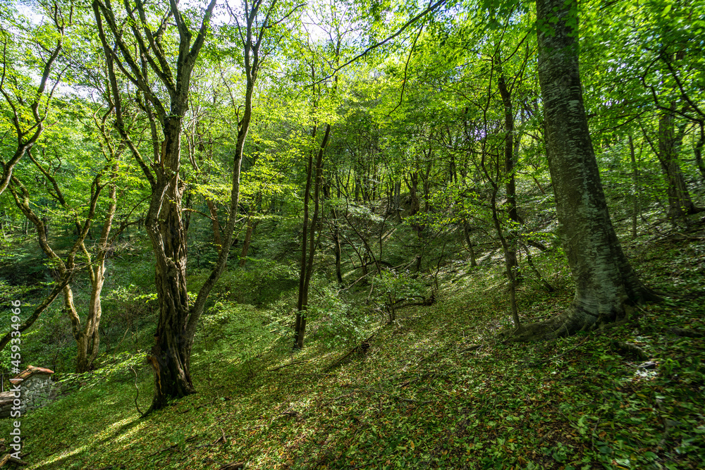 Rural forest on Gombori Pass