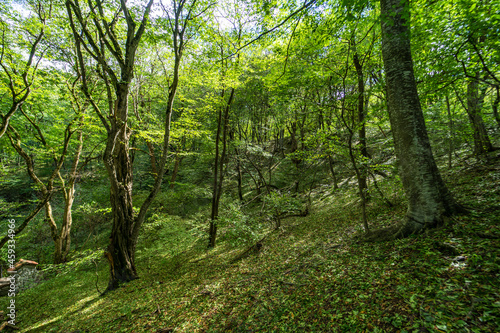 Rural forest on Gombori Pass