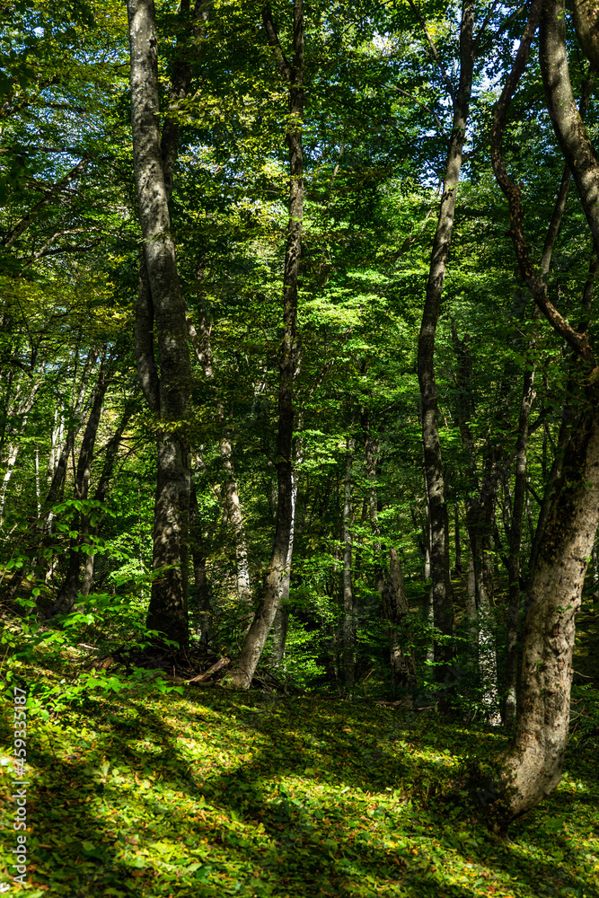 Naklejka premium Rural forest on Gombori Pass