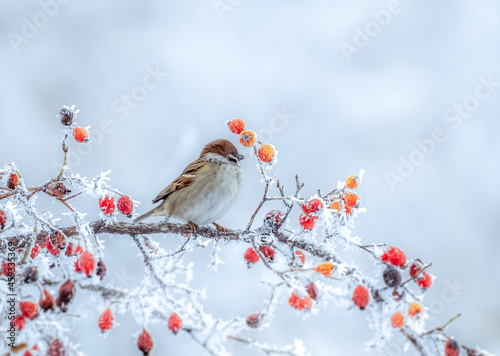 A frozen sparrow sits on a prickly and snow-covered branch of a rosehip with red berries on a frosty winter morning