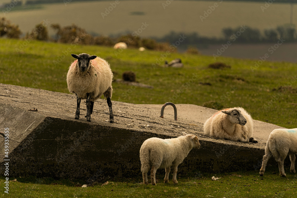 Group of sheep looking for fresh grass to eat during a summer morning in Cornwall, United Kingdom Group of sheep looking for fresh grass to eat during a summer morning in Cornwall, United Kingdom