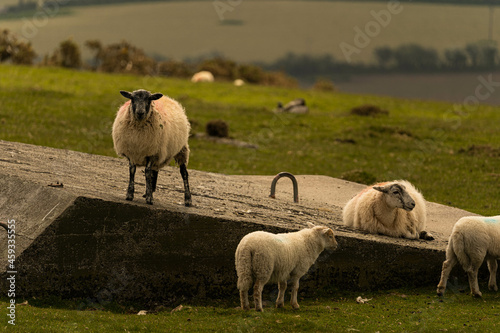 Group of sheep looking for fresh grass to eat during a summer morning in Cornwall  United Kingdom
