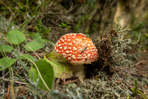 Fungo amanita muscaria nel sottobosco
