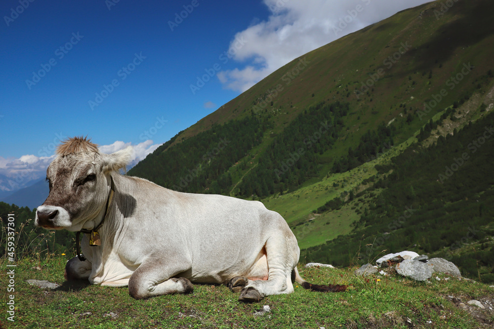 Cute Tyrol Grey Cow with Bell Lies Down in Grass in Hilly Nature. Tyrolean Grey Cattle Rests in Austria.