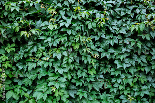 Wallpaper Mural Decorative background of wild green grapes leaves. Nature texture. Banner. Five-leaved ivy natural wallpaper. Copy space. Garden hedge. Thickets creeper. Front and back yard decor. Autumn landscape Torontodigital.ca