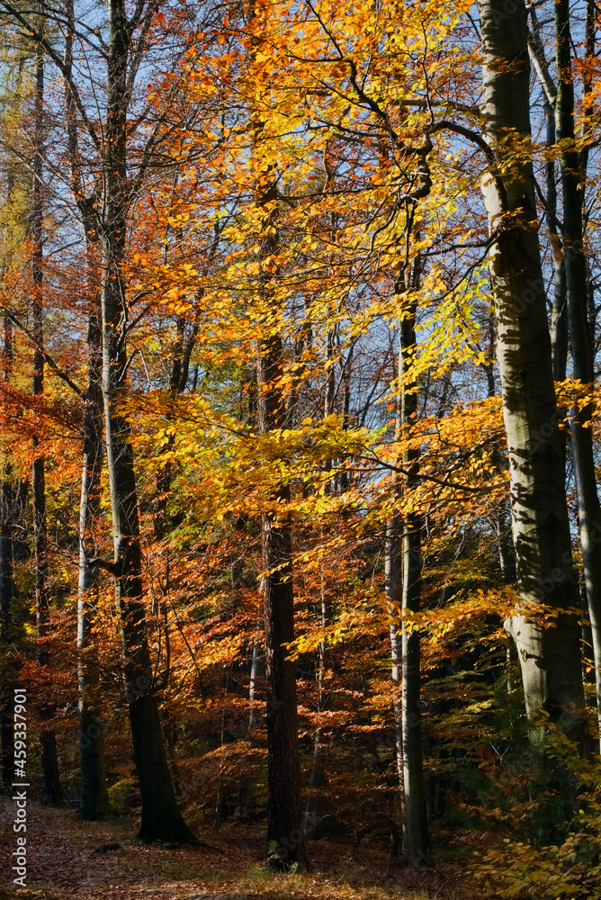 Fabulous fall colors in the forest - colorful beech trees in the sunlight, red, yellow, orange and gold colored foliage