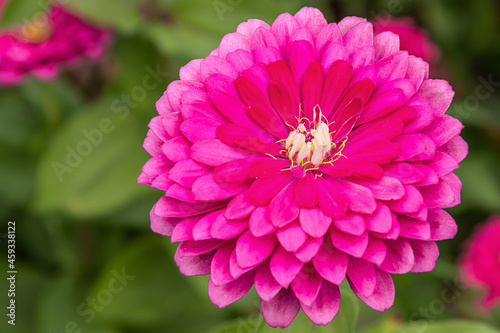 Closeup images of red  pink  magenta  orange  yellow flowers of zinnia 