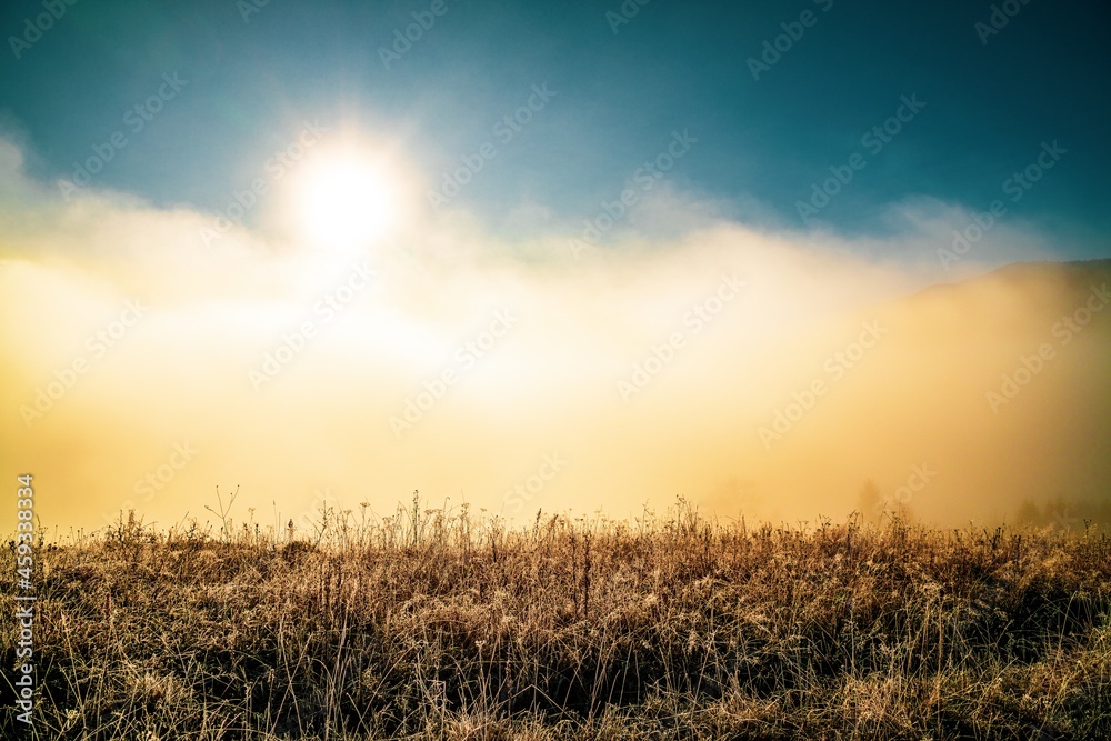 Early morning and frozen grass covered in fog under the bright sun