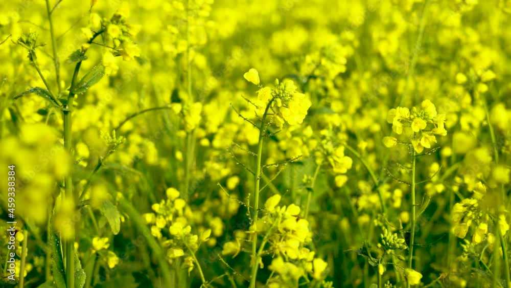 Slow-motion close up shot of soya bean fields in winter in Pakistan Slow-motion close up shot of soya bean fields in winter in Pakistan