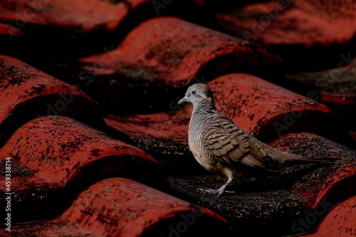 meerkat on the lookout