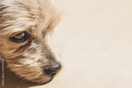 portrait of a dog