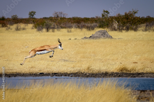 Springbok jumping