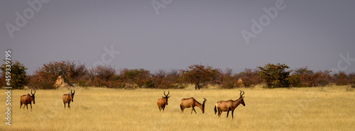 Red hartebeests arriving at a waterhole in the dry grass