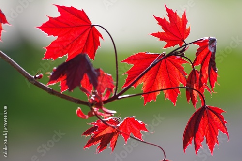 red maple leaves