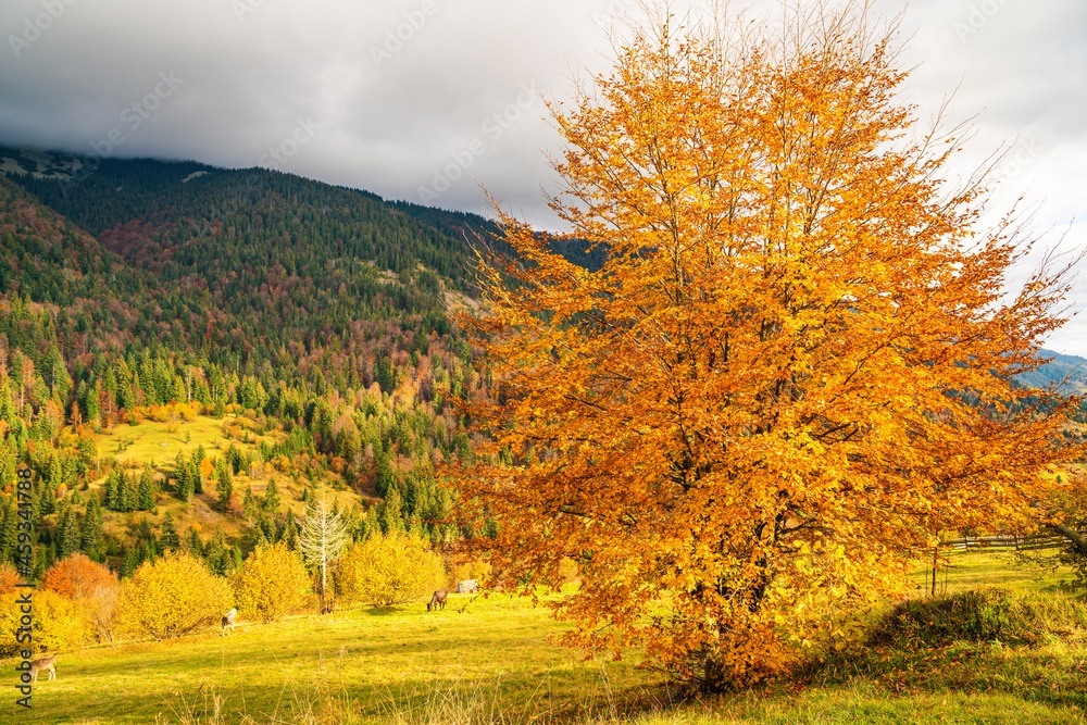 A beautiful tree in the valley of the Carpathian mountains stands covered with golden leaves