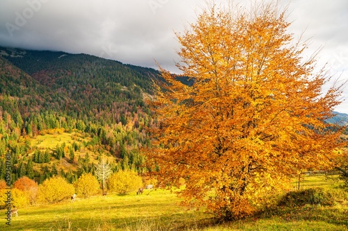 Fototapeta Naklejka Na Ścianę i Meble -  A beautiful tree in the valley of the Carpathian mountains stands covered with golden leaves