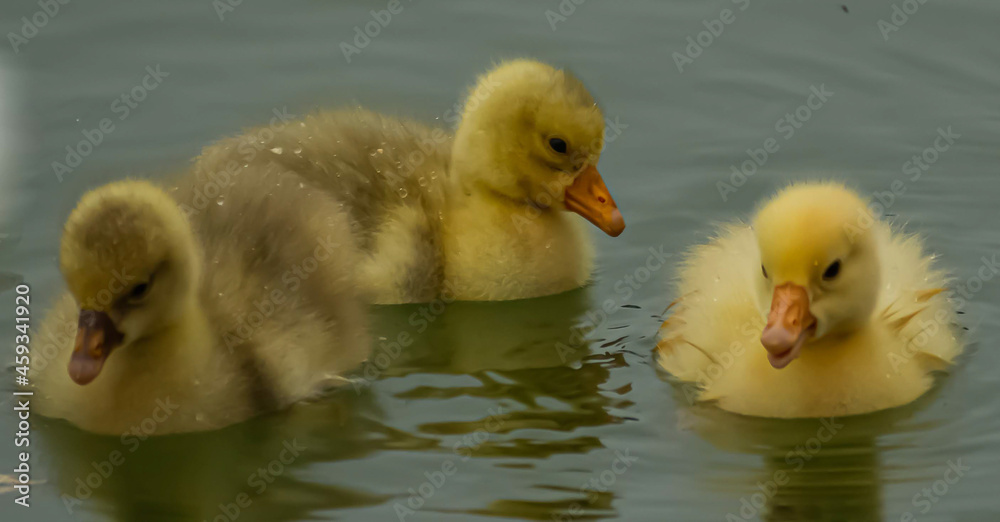 Three ducklings Three ducklings