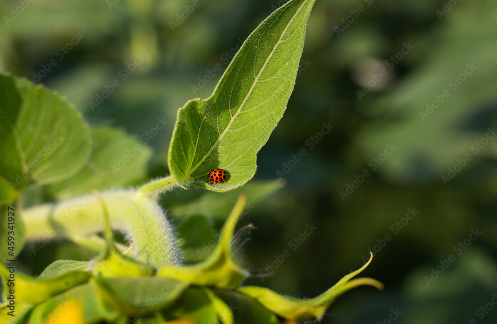 Ladybug on a large bush leaf. Summer sunny day. Ladybug on a large bush leaf. Summer sunny day.