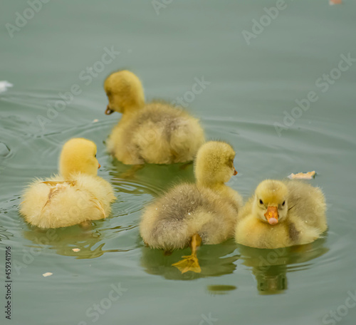 Four ducklings © George
