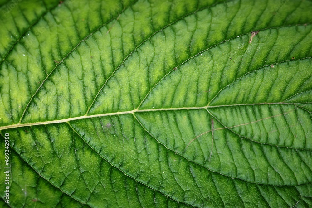green leaf background texture closeup natural light green leaf background texture closeup natural light