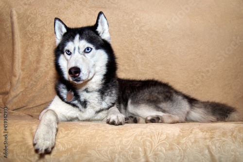 Husky lies on the sofa and looks away. Portrait of gorgeous Siberian Husky dog. Husky with beautiful blue eyes.