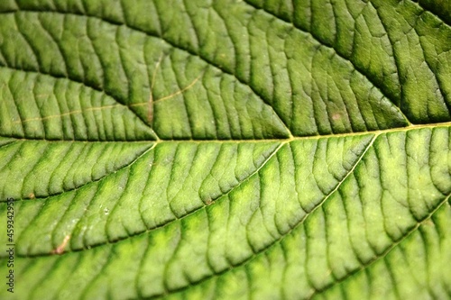 green leaf background texture closeup natural light
