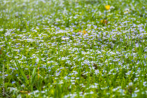 Veronica chamaedrys plant with blue flowers in the grass for background. Natural spring background