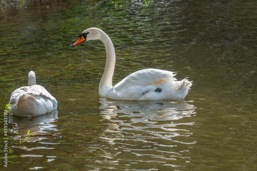 Fototapeta premium Two graceful white swans swim in the dark water.