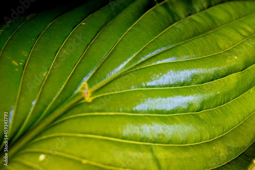 green leaf macro background texture closeup natural light