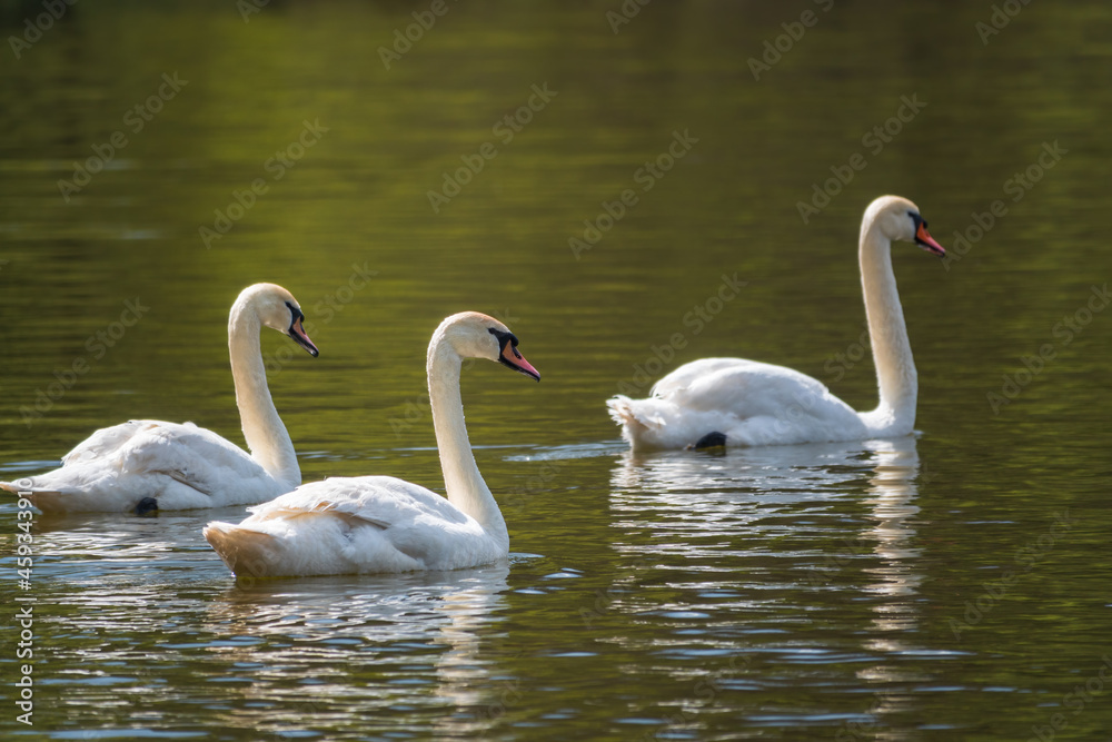 Graceful white Swans swimming in the lake, swans in the wild Graceful white Swans swimming in the lake, swans in the wild