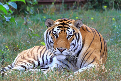 The Amur tiger is lying on the grass