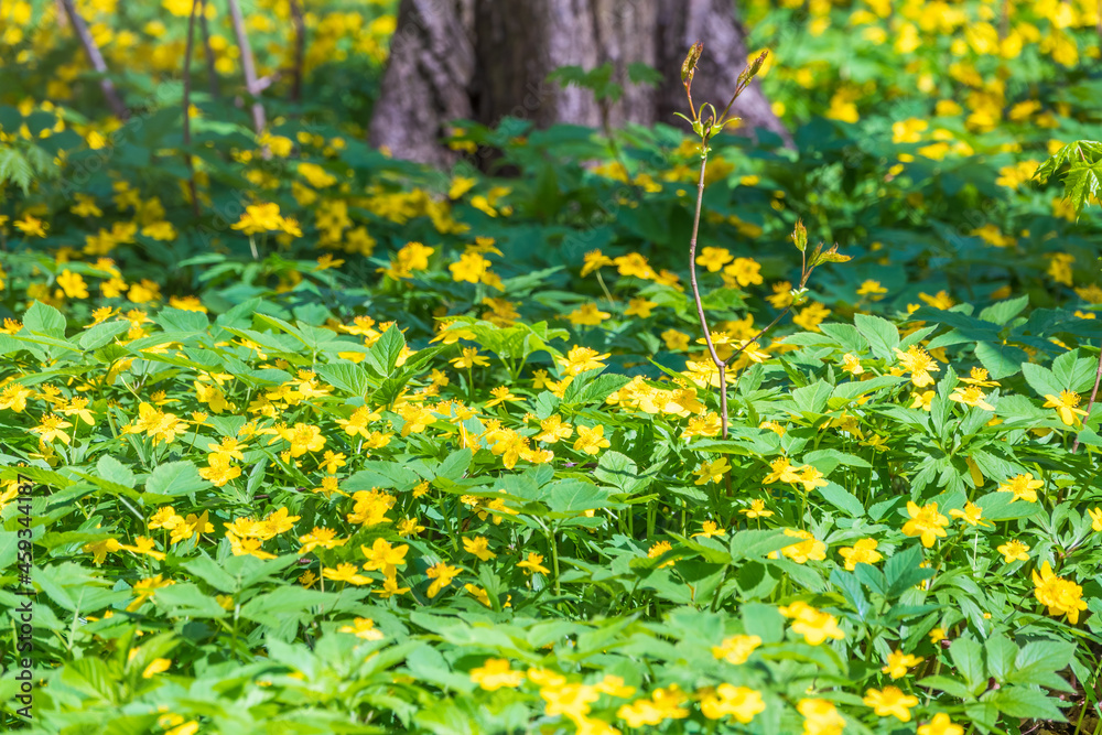 Obraz premium Spring yellow flowers - anemone ranunculoides, the yellow anemone, yellow wood anemone or buttercup anemone