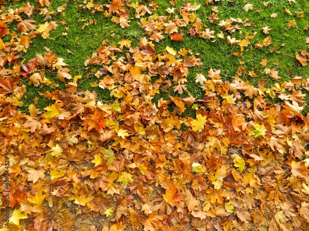 leaves autumn autumnal real leaves on the ground