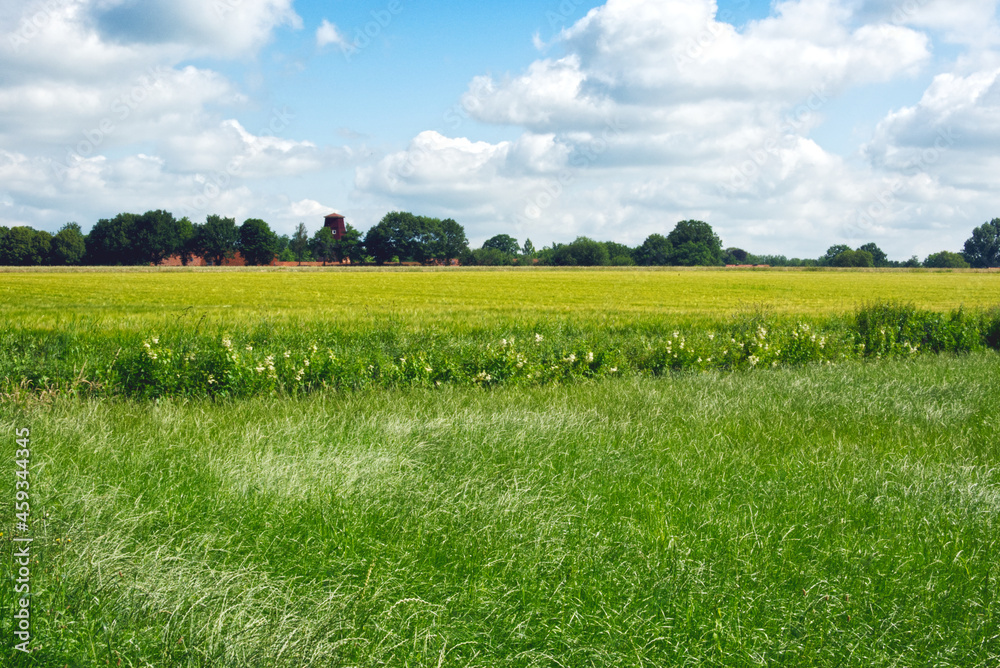 Fototapeta premium Landschaft im Sommer in Ocholt / Lindern