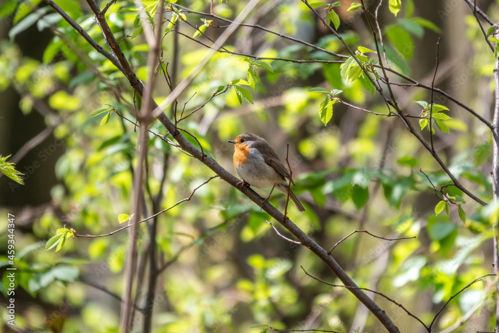 European Robin, Erithacus rubecula, song bird sits on tree in the spring forest or park European Robin, Erithacus rubecula, song bird sits on tree in the spring forest or park