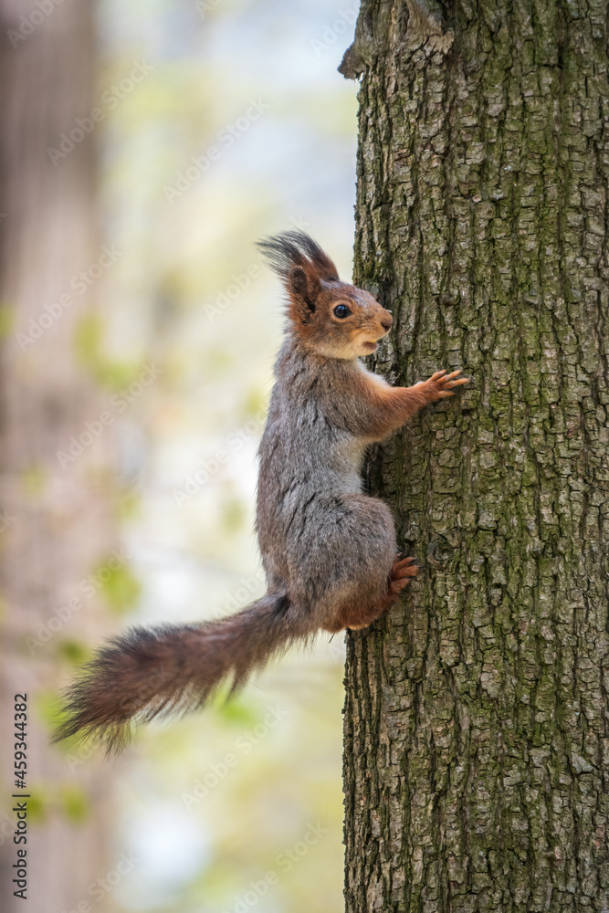 The squirrel sits on a tree trunk in the spring. Eurasian red squirrel The squirrel sits on a tree trunk in the spring. Eurasian red squirrel