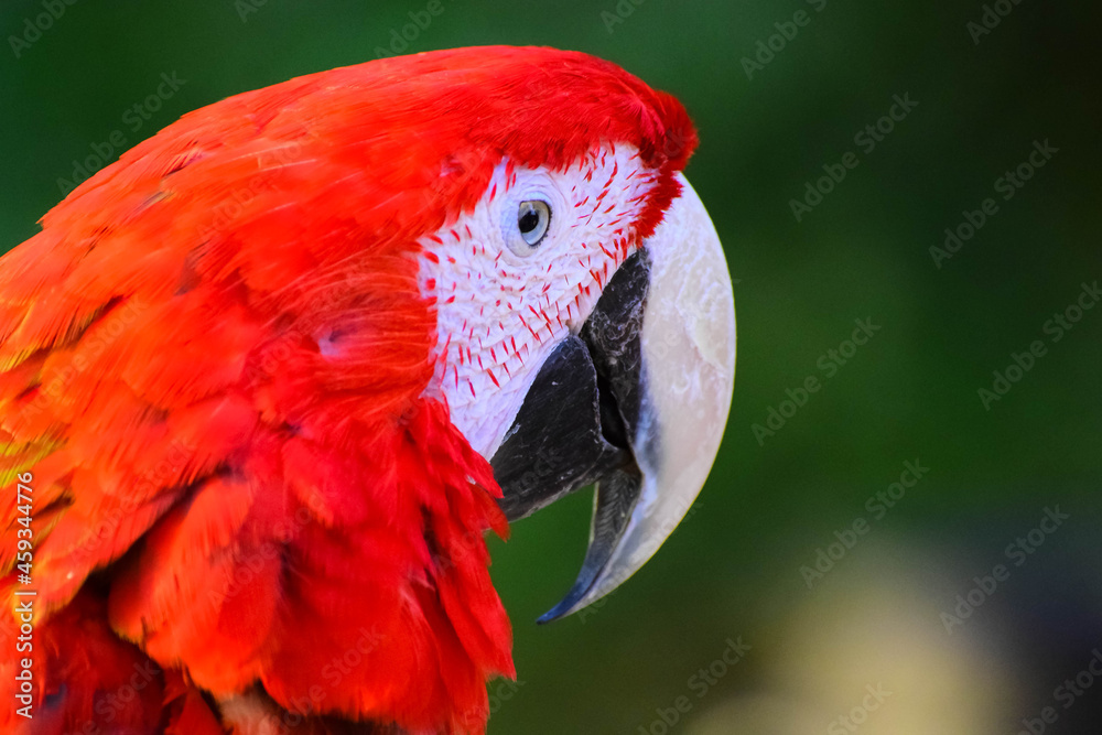 parrot ara red beautiful just wonderful