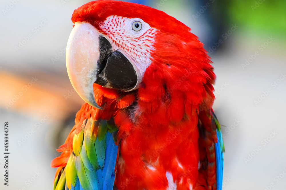 parrot ara red beautiful just wonderful