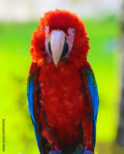 Obraz na płótnie parrot ara red beautiful just wonderful w salonie