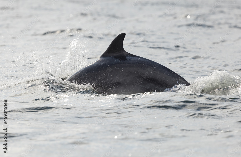 Fototapeta premium Closeup image showing bottlenose fin on a sunny day in Scotland on Chanonry point on Black Isle.