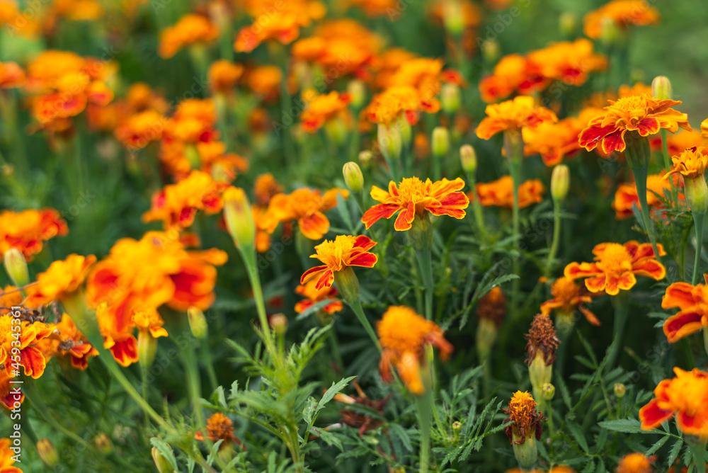 Marigolds (Tagetes erecta, Mexican marigold, Aztec marigold, African marigold)