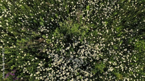 aerial view of the camomile field