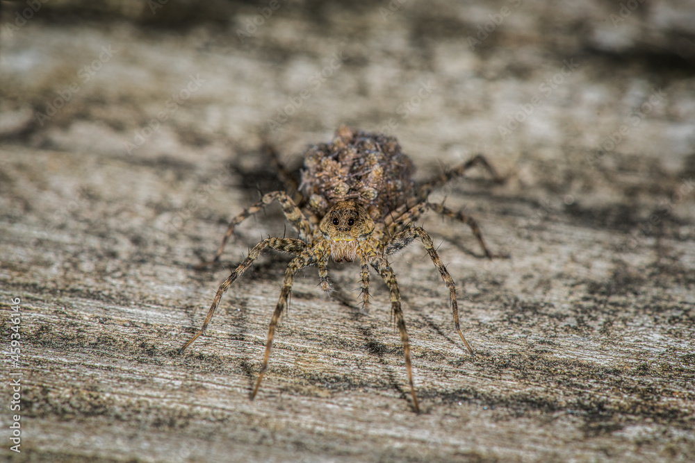 Close up of Wolf Spider with Babies on back Close up of Wolf Spider with Babies on back