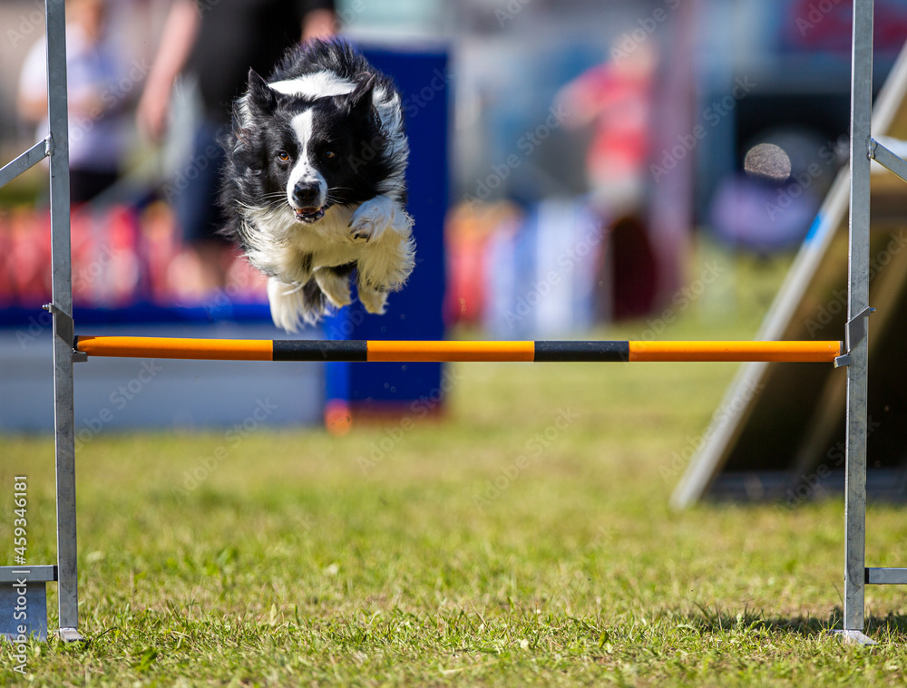 Dog agility in action at jump fence. Very fast agility dog racing on an outdoor race track.