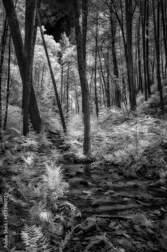 Infrared Black and White Forest with Ferns and a Stream