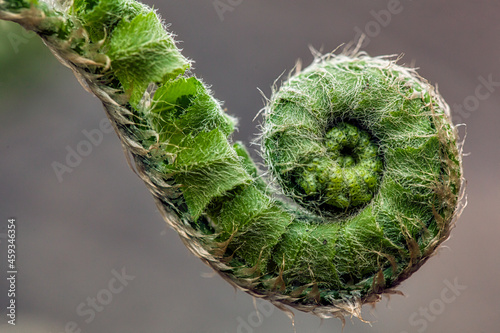 Side of a young Fiddlehead photo