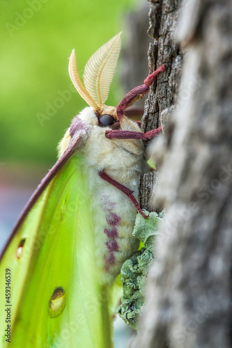 Luna Moth on the side of a Tree