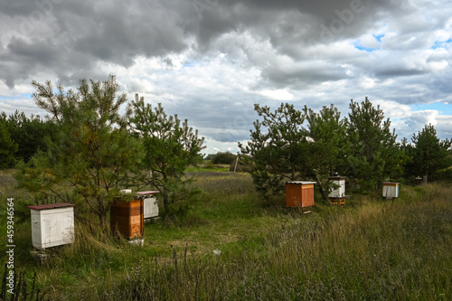 home bee apiary. homemade beehives. apiary with bees among coniferous trees on the background of the forest and the blue sky.