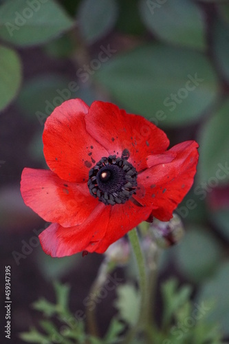 red poppy flower